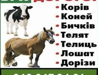 Заготівля ВРХ