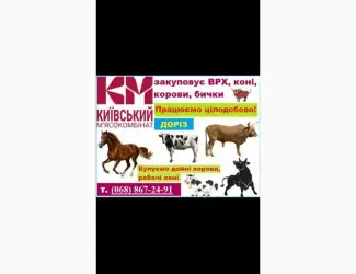 ПРИВАТНИЙ мясокомбінат закуповує врх та коні
