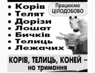 Закупівля врх та коней бичків корів телят також купляємо ходобу на тримання