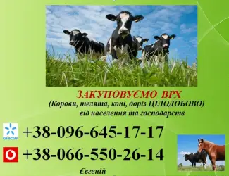 Зображення для оголошення Закупка ВРХ