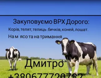 Зображення для оголошення Купимо: ВРХ