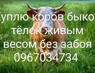 Зображення для оголошення Закупки крс