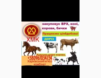 Зображення для оголошення Покупка крс
