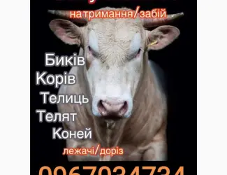 Зображення для оголошення Заготiвлi ВРХ