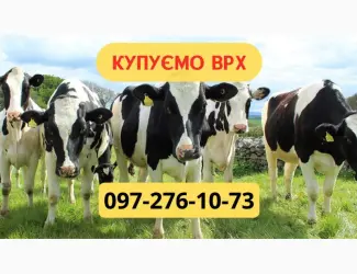 Зображення для оголошення Закупівля ВРХ. На м'ясо. Тримання. Найкраща ціна. Бички