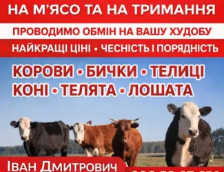 Зображення для оголошення Закуповуємо ВРХ Корови Крні Бички Телиці Телята На М'ясо На Тримання