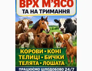 Зображення для оголошення Закуповуємо ВРХ Корови Коні Бички Телята На М'ясо Та На Тримання