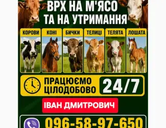 Зображення для оголошення Закуповуємо ВРХ Корови Коні Бички Телиці Телята На М'ясо На Тримання