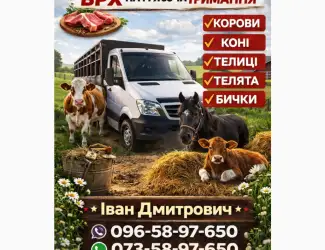 Зображення для оголошення Закуповуємо ВРХ Корів Коней Бичків Телят Телиці М'ясо На Тримання