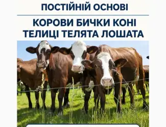 Зображення для оголошення Купити Велику Рогату Худобу : Корови. Бичок. Телиці. Коні. На М'ясо Та На Тримання