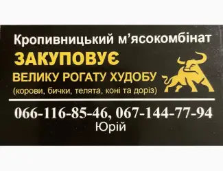 Зображення для оголошення Закуповуємо велику рогату худобу