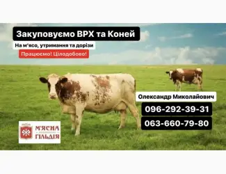 Зображення для оголошення Житомирський мʼясокомбінат купить корів коней биків телят