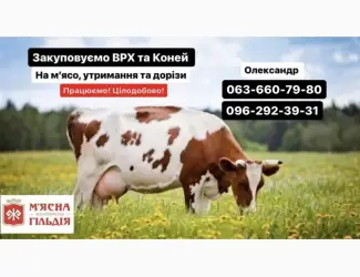Зображення для оголошення Житомирський мʼясокомбінат закуповує ВРХ ДОРОГО