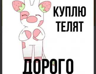 Зображення для оголошення За купляємо телята бики