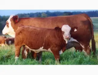 Зображення для оголошення Куплю бычков весом 50 150 КГ