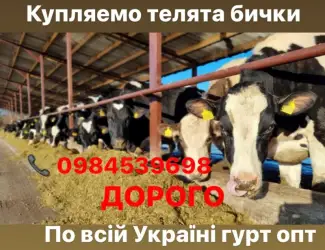 Зображення для оголошення Куплю телята бики