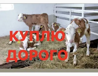 Зображення для оголошення Куплю телята молочні у Вінницькій
