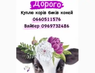 Закупимо телят в любій кількості !!! ціна вища в регіоні