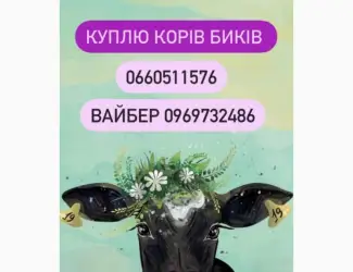 Куплю биків різних порід корів