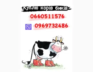 Закупка корів та бичків дорого телят