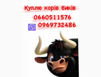 Куплю телиць корів бичків