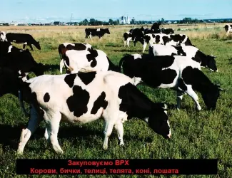 Зображення для оголошення Заготовка