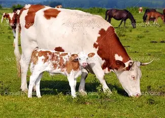 Куплю коров