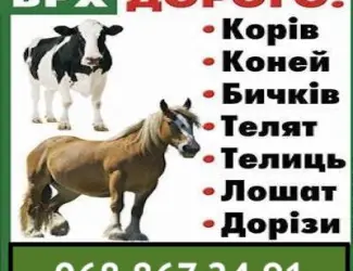 Зображення для оголошення Закупка коней та ВРХ