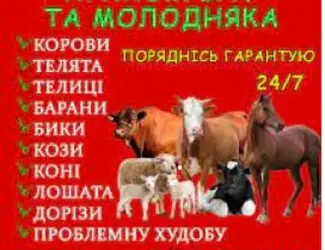 Зображення для оголошення Заготівля врх та коней на мясо та тримання