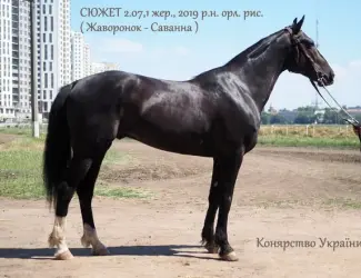 Зображення для оголошення Породистиій вороний жеребец рисак в продажу