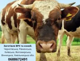 Зображення для оголошення Купуємо у населення ВРХ та коней
