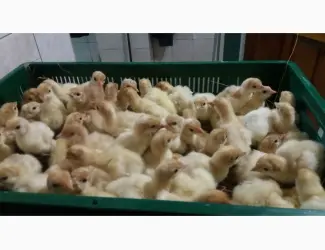 Зображення для оголошення БИГ 6 индюшата. Продажа. Розница 95грн