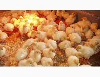 Зображення для оголошення Продам индюшат Биг-6