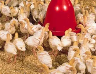 Зображення для оголошення Продам индюшонка