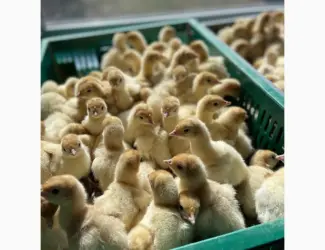 Зображення для оголошення Продам индюшат
