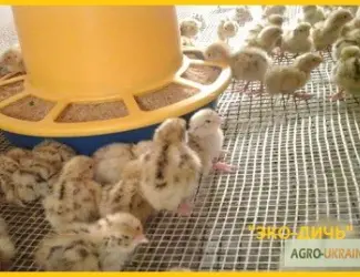 Зображення для оголошення Перепела суточные и молодняк Феникс Золотистый - Бройлер (селекция Франции)