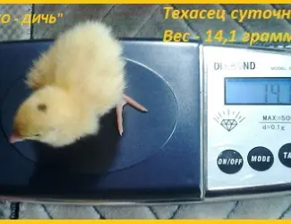Зображення для оголошення Эксклюзивная-селекция суточных перепелят