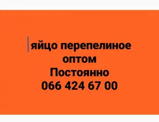 Зображення для оголошення Куплю яйцо перепелиное оптом