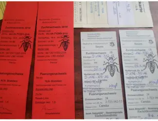 Зображення для оголошення Пчеломатки -Бджоломатки карника