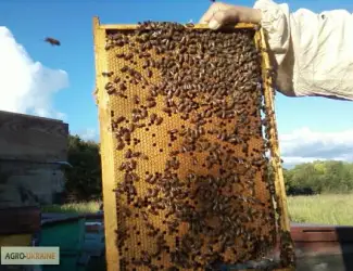 Пчелопакеты карпатской породы 5 рамочные