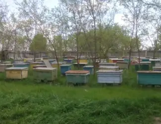 Продам 15 бджолосімей