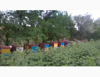 Продам бджолосімї 2026