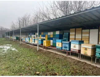 Зображення для оголошення Продам свою пасеку