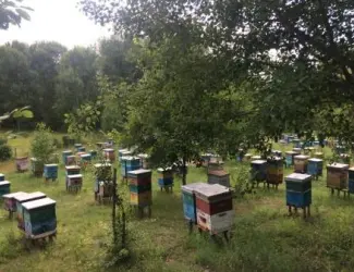 Зображення для оголошення Продам пасіку
