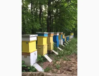 Зображення для оголошення Продам пасіку