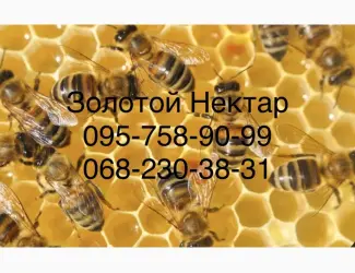 Закупка меда у пчеловодов оптом от 300кг (Золотой Нектар)