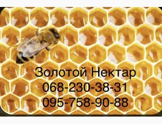 Рапсовый и Подсолнечный МЁД оптом