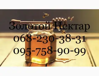 Купуємо Ріпаковий та Соняшниковий мед
