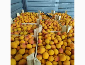 Зображення для оголошення Продам абрикосы