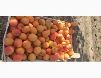 Зображення для оголошення Продам качественный молдавские абрикосы